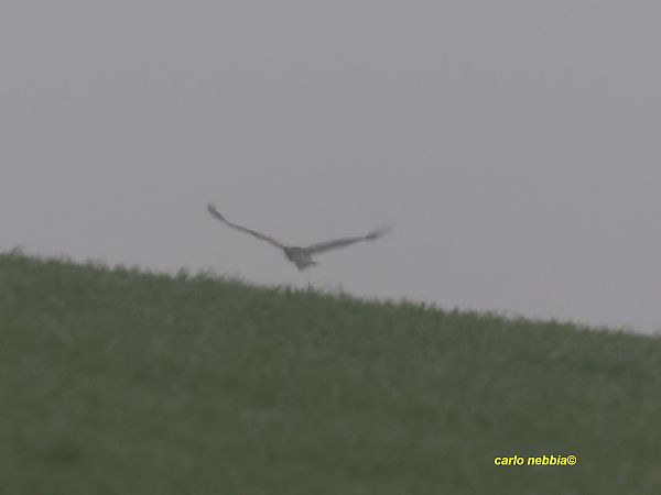 Aquila reale  - Carlo Nebbia