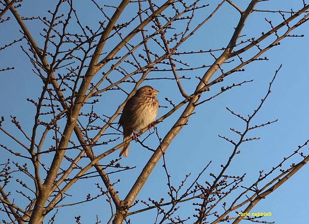 Strillozzo  - Carlo Nebbia