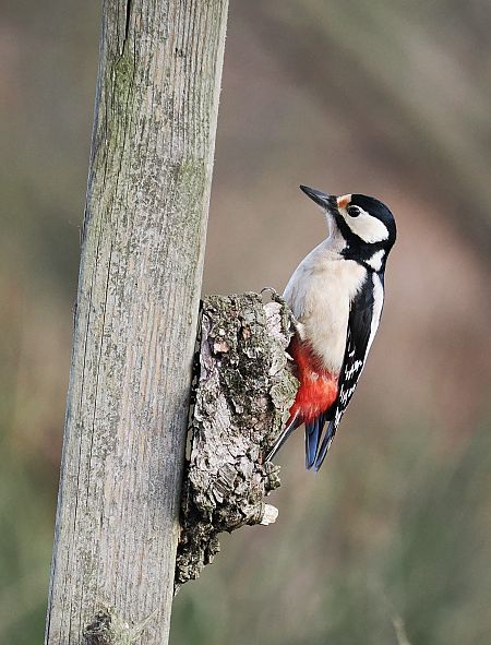 Picchio rosso maggiore  - Giuseppe Taverna