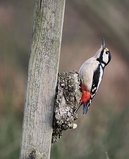 Picchio rosso maggiore  - Giuseppe Taverna