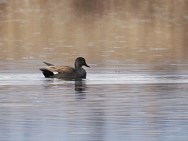 Canapiglia  - Giuseppe Taverna