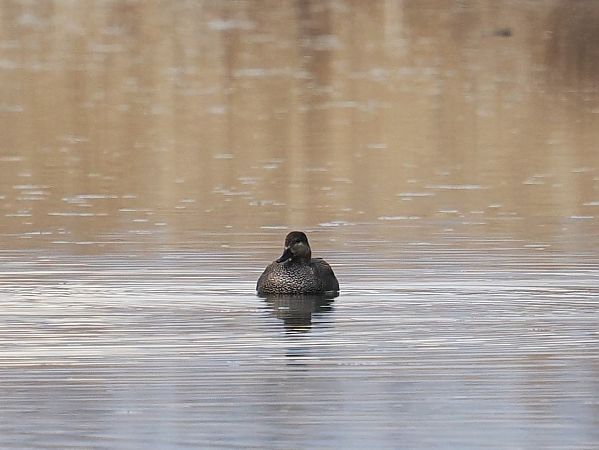 Canapiglia  - Giuseppe Taverna