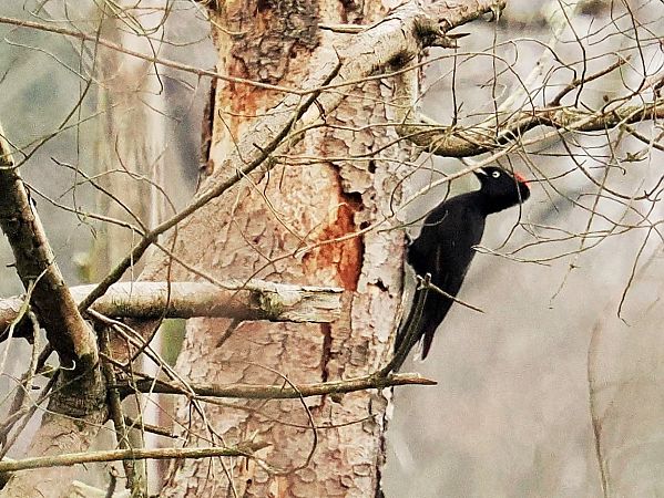 Picchio nero  - Giuseppe Taverna