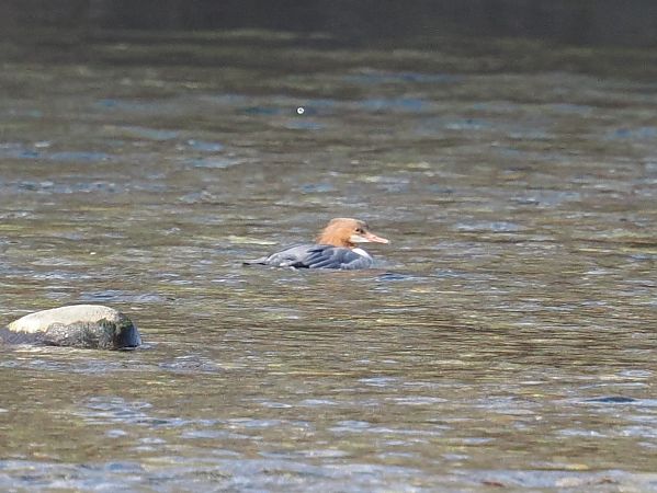Smergo maggiore  - Giuseppe Taverna