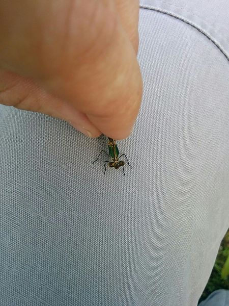Lestes dryas  - Andrea Galimberti