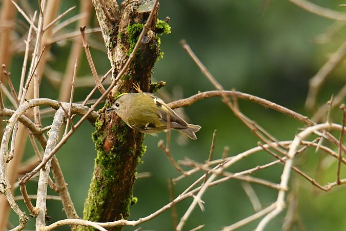 Goldcrest  - Valerio Pezzi