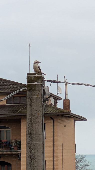 Individuo Specie alloctona  - Anonimo