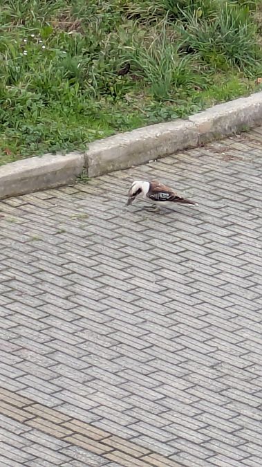 Individuo Specie alloctona  - Anonimo