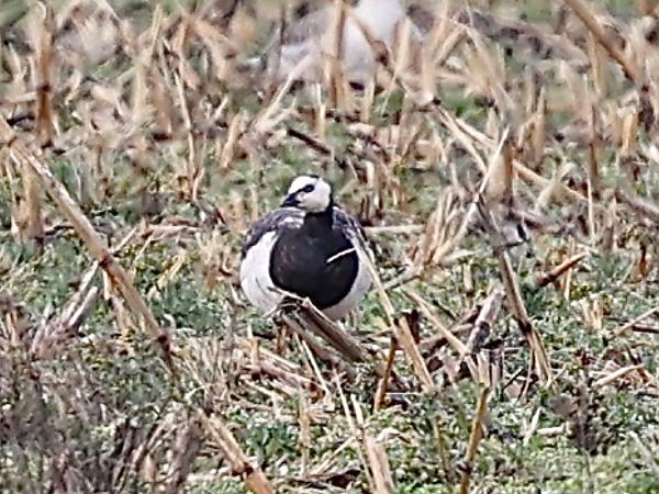 Oca facciabianca  - Paolo Geromel