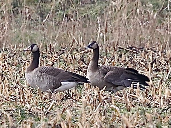 Ibrido di Oca indet . (Anser sp. o Branta sp.)  - Paolo Geromel