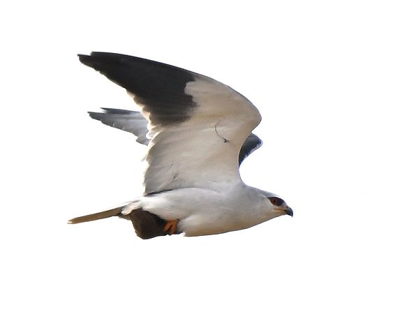 Nibbio bianco  - Flavio Menegat