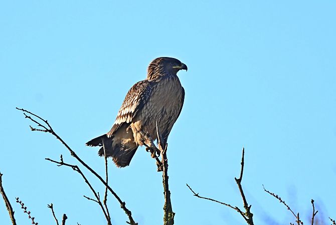 Schelladler  - Flavio Menegat