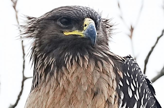 Aquila anatraia maggiore  - Michele Lamberti