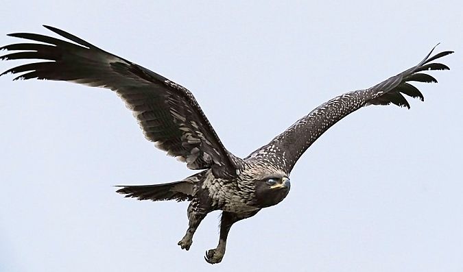 Aigle criard  - Michele Lamberti