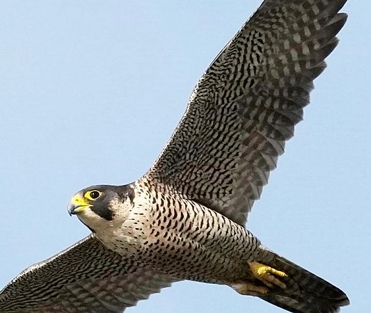 Falco pellegrino  - Michele Lamberti