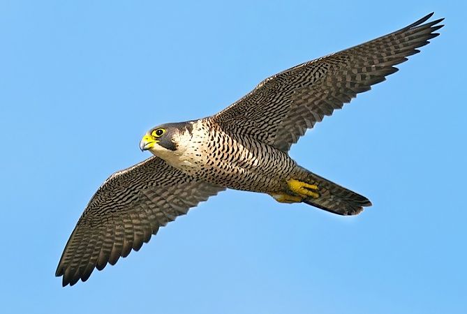 Falco pellegrino  - Michele Lamberti