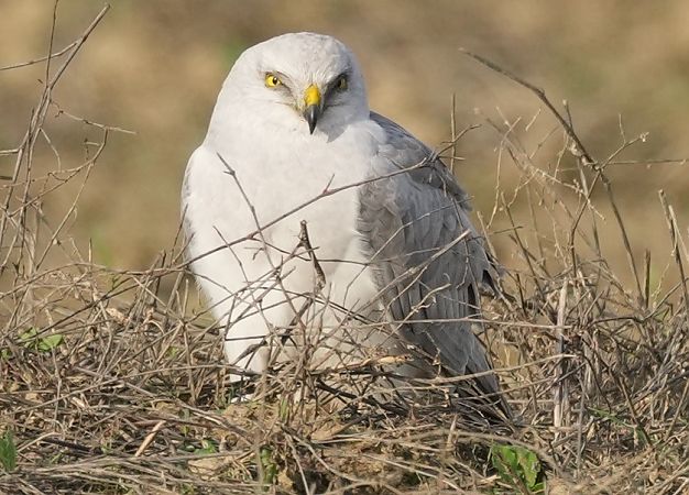 Albanella pallida  - Michele Lamberti