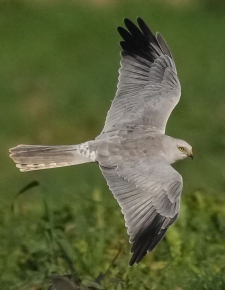 Albanella pallida  - Michele Lamberti