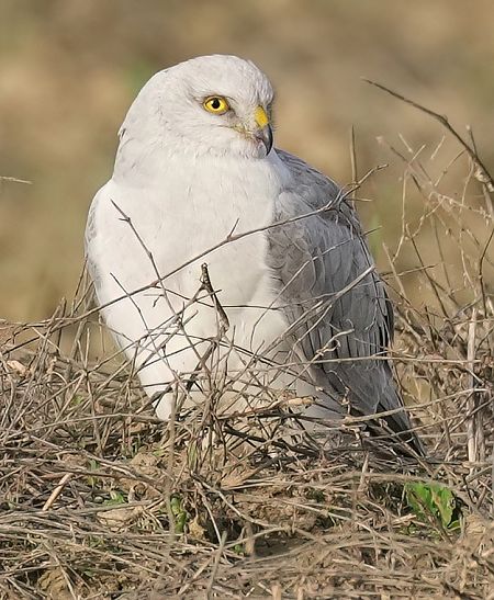 Pallid Harrier  - Michele Lamberti