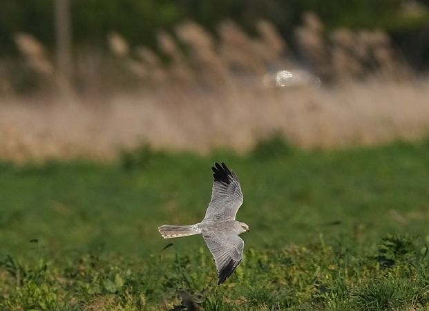 Albanella pallida  - Michele Lamberti