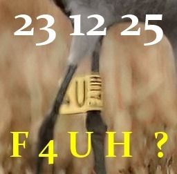 Gru  - Michele Lamberti