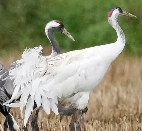 Gru  - Michele Lamberti