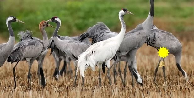 Gru  - Michele Lamberti