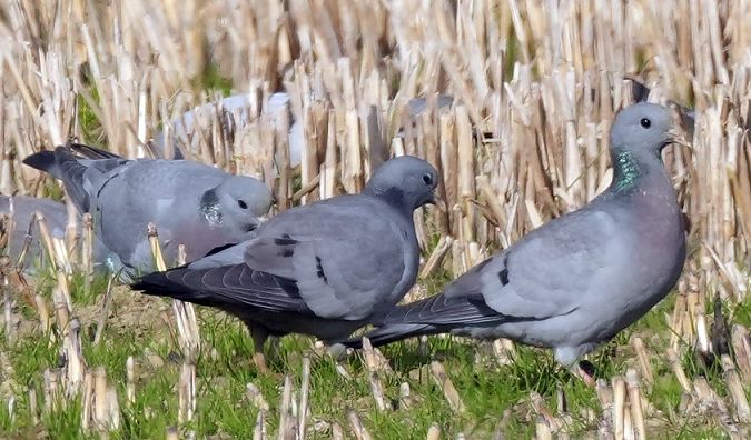 Colombella  - Michele Lamberti
