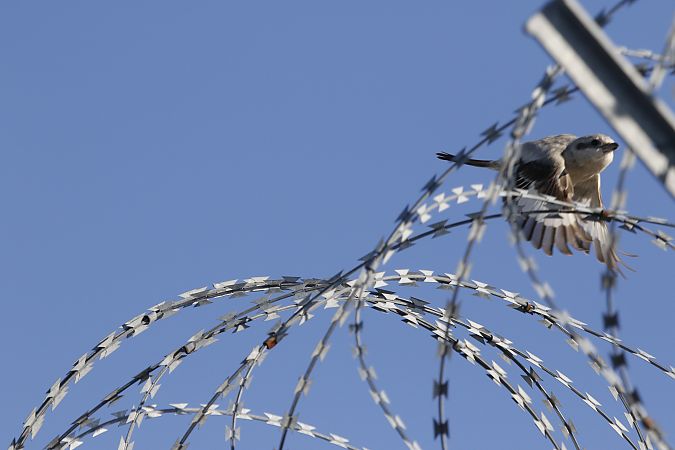 Averla maggiore beccopallido  - Francesco Ornaghi