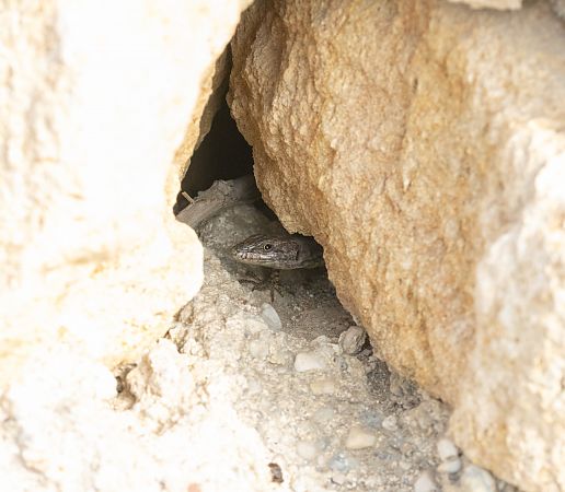 Lucertola muraiola  - Paolo Zucca