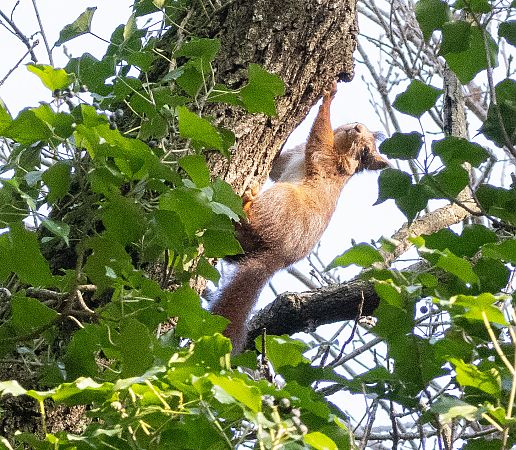 Eichhörnchen  - Paolo Zucca