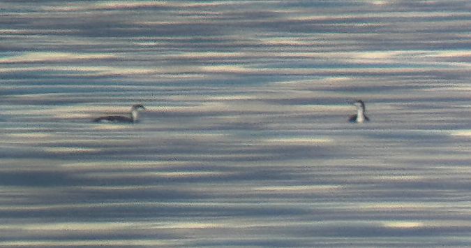 Sterntaucher  - Paolo Zucca