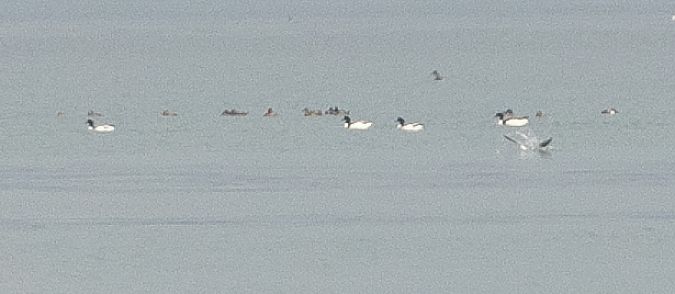 Volpoca  - Paolo Zucca