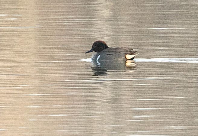 Alzavola americana  - Paolo Zucca