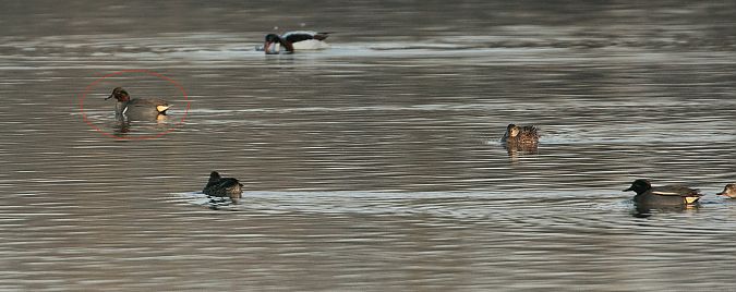 Alzavola americana  - Paolo Zucca