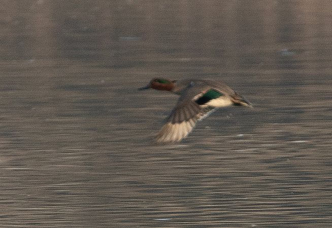 Alzavola americana  - Paolo Zucca