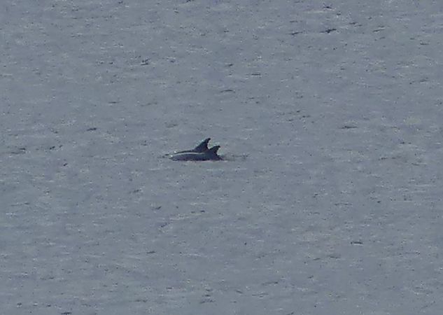 Cetacean sp.  - Paolo Utmar (FVG)