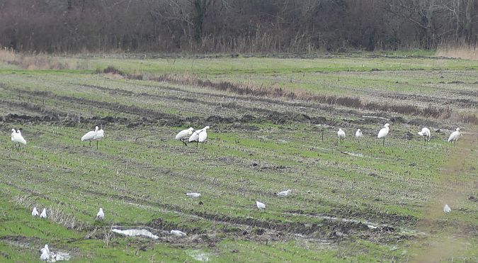 Spatola  - Paolo Utmar (FVG)
