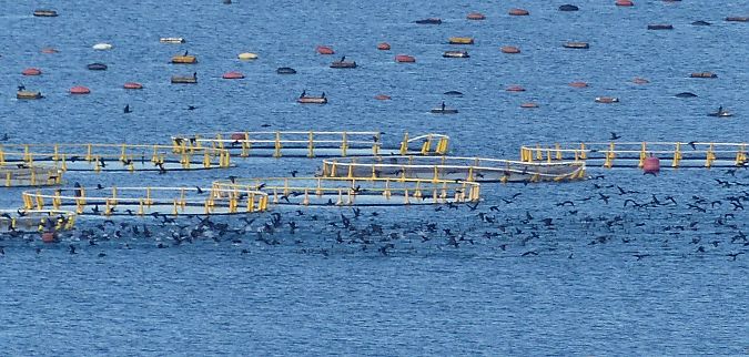 Cormorano  - Paolo Utmar (FVG)
