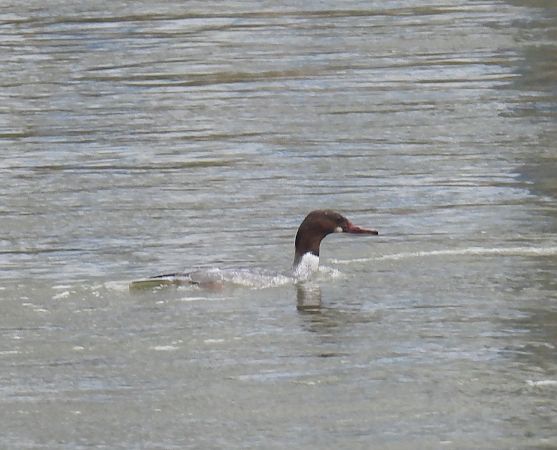 Gänsesäger  - Maria Paola Girardo