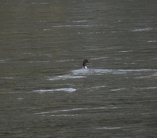 Smergo maggiore  - Maria Paola Girardo