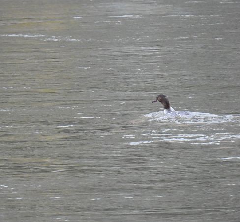 Smergo maggiore  - Maria Paola Girardo
