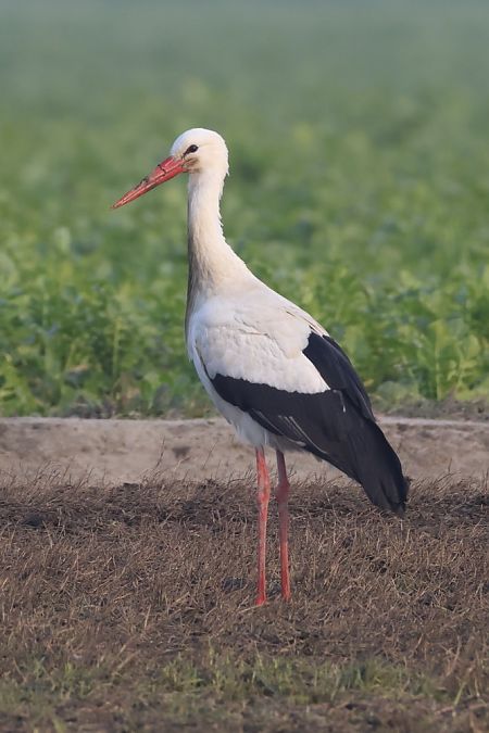 Cicogna bianca  - Filippo Ferraioli