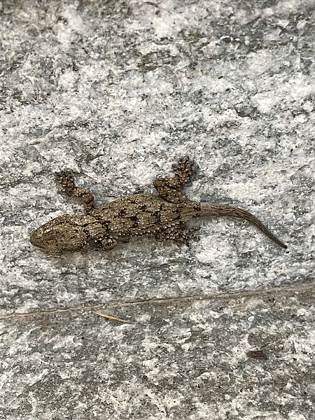 Geco comune  - Filippo Ferraioli