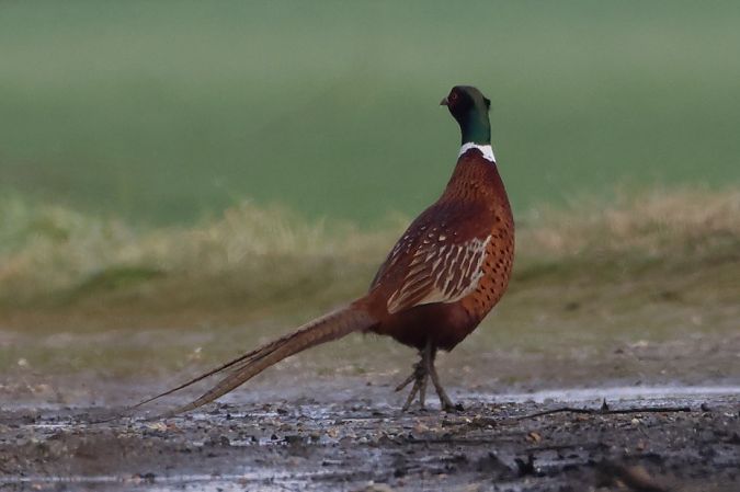 Fagiano comune  - Filippo Ferraioli