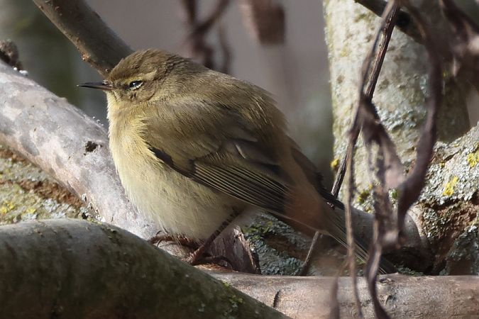 Luì piccolo  - Filippo Ferraioli
