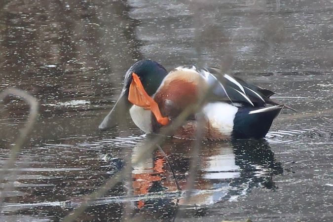 Mestolone  - Filippo Ferraioli