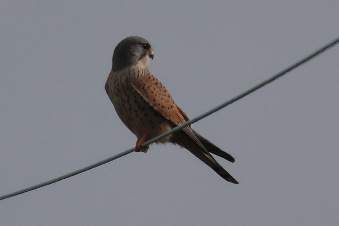 Common Kestrel  - Filippo Ferraioli