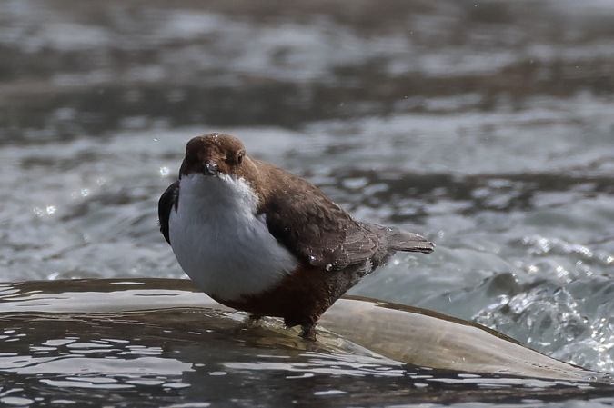 Merlo acquaiolo  - Filippo Ferraioli