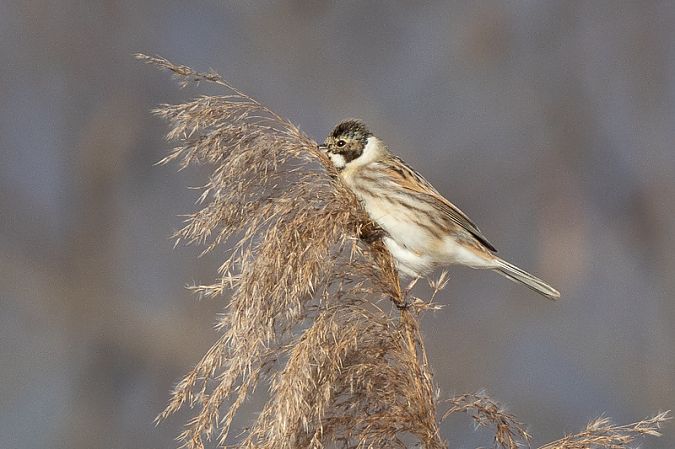 Migliarino di palude  - Filippo Ferraioli